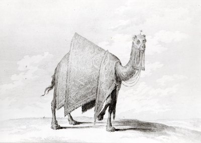 Camel by Alexis Alexandre Perignon
